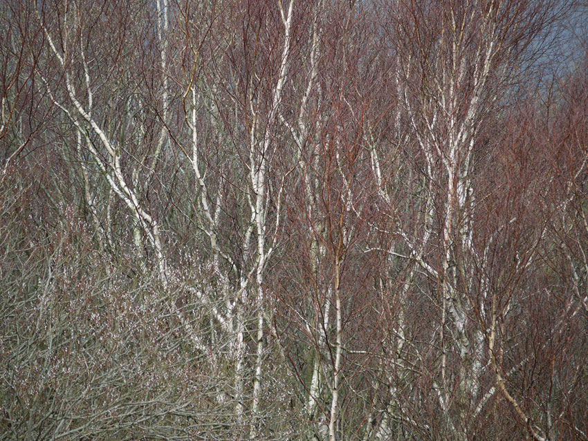 Birch and willow03.jpg
